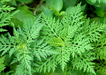 Ambroisie image infolettre