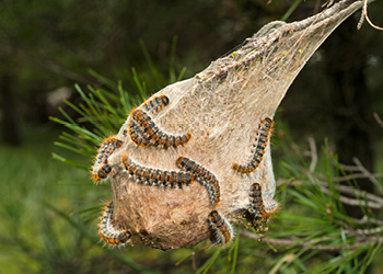 chenille image infolettre