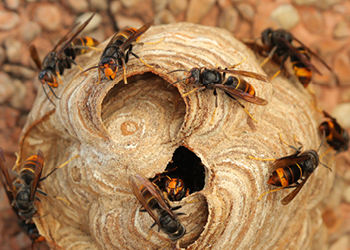 frelon asiatique image infolettre